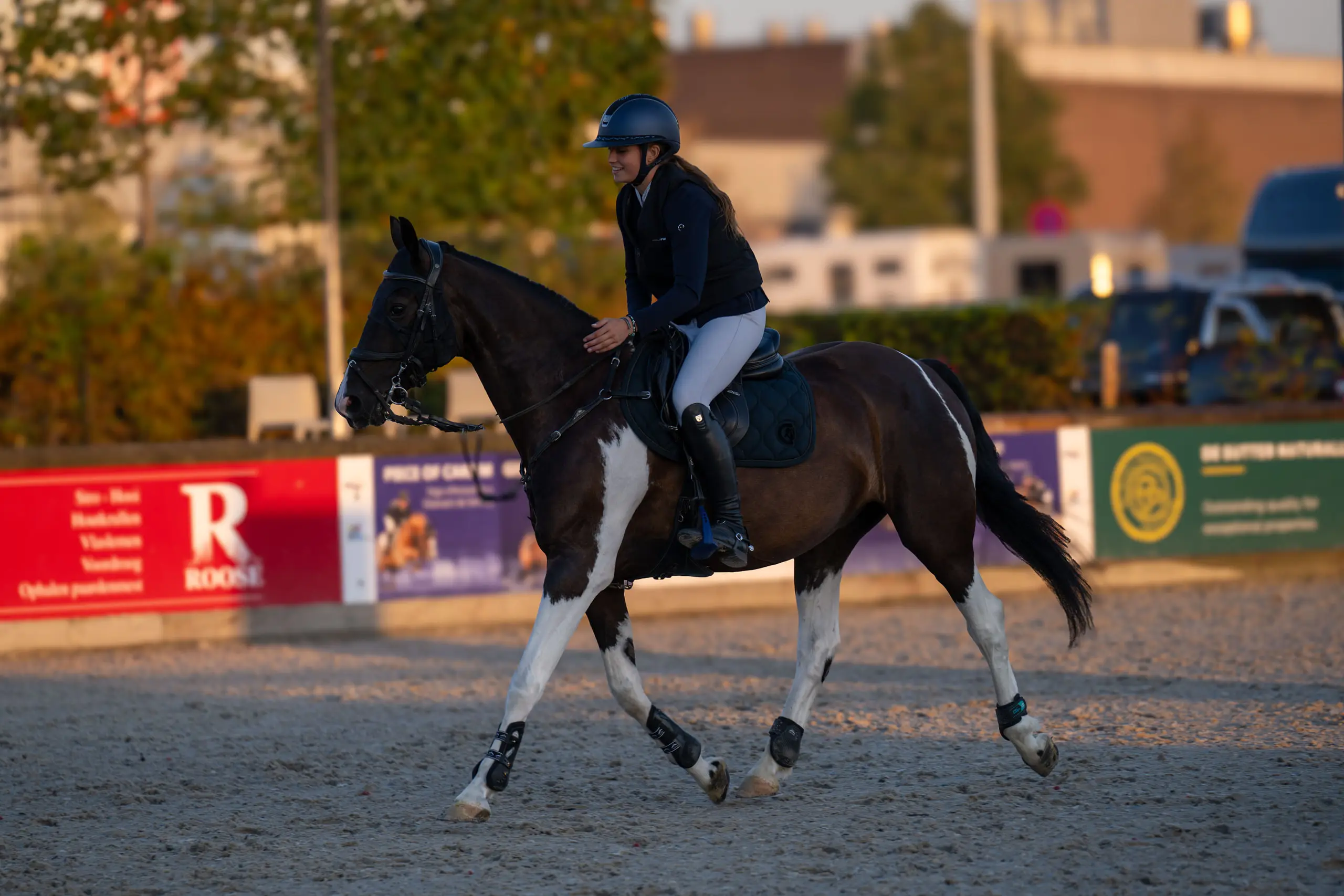 Bonte paard in draf op de losrijpiste van Azelhof
