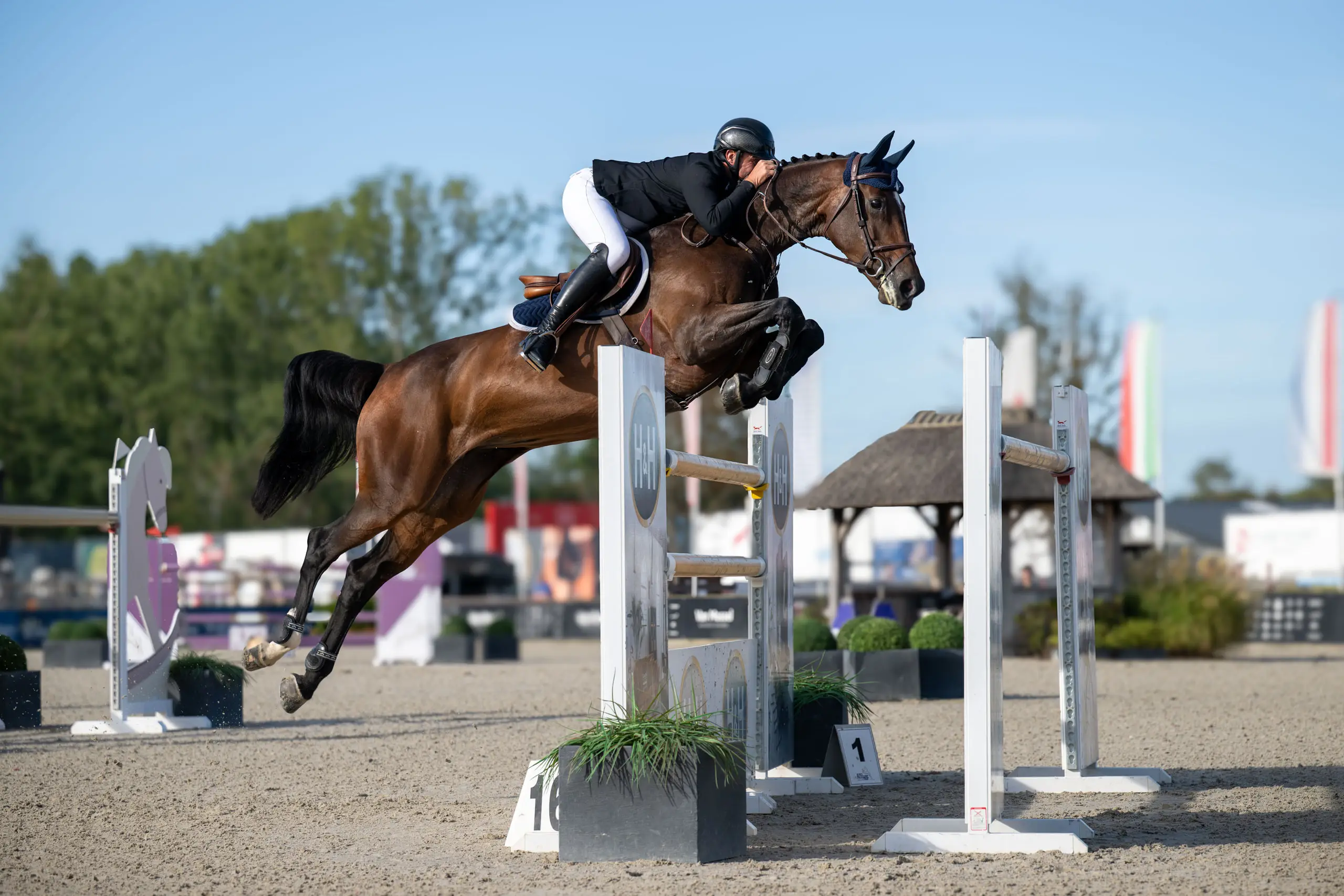 Bruin paard springt hoog over een witte hindernis tegen een blauwe lucht op Azelhof
